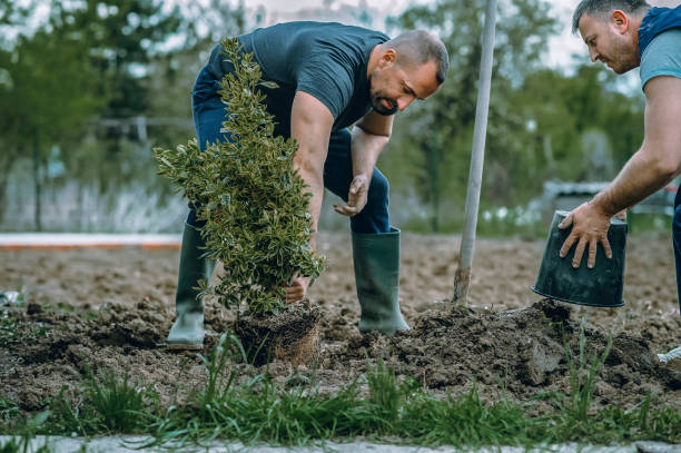 Best Tree and Shrub Care  in Rathdrum, ID
