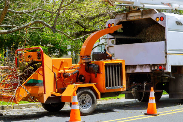 Best Tree Disease Treatment  in Rathdrum, ID